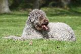 LAGOTTO 050